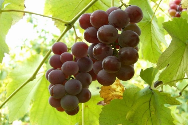 Uvas Lydia