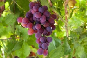 Characteristics of the Lydia grape variety and a description of the advantages and disadvantages of the culture