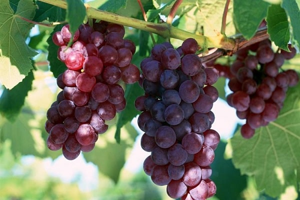 harvest of berries