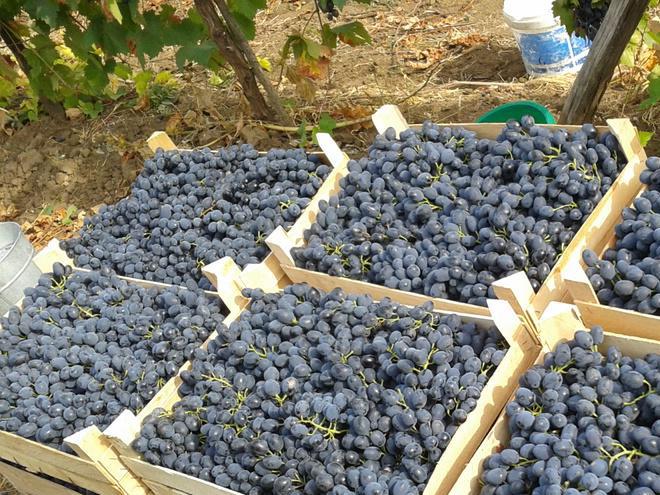 almacenamiento de uvas