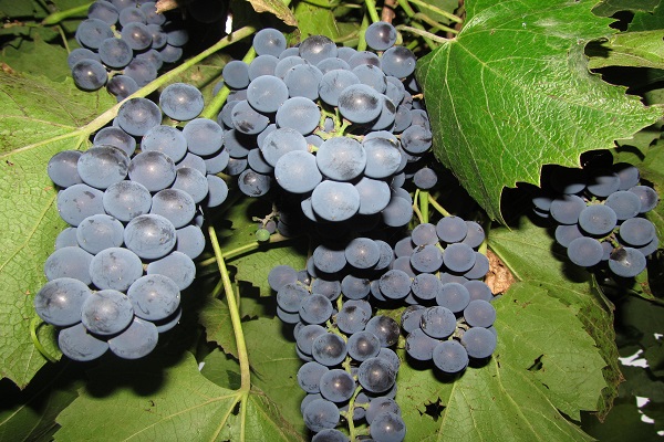 uvas Moldavia