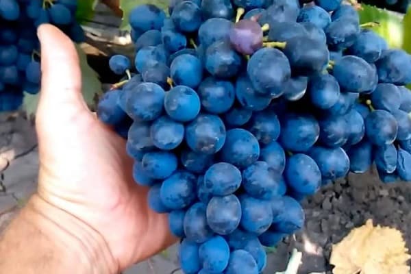 Grapes Moldova or Black Prince: description and characteristics of the ...