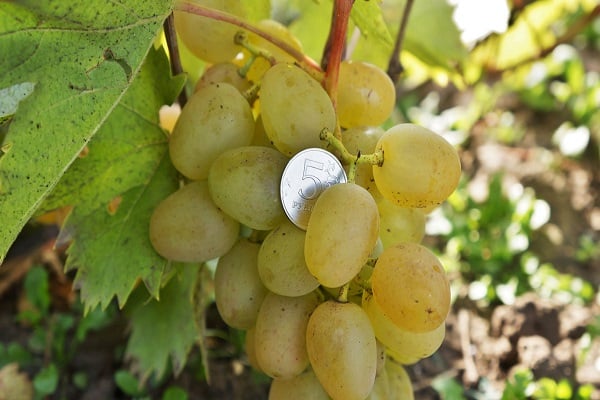 ripe grapes