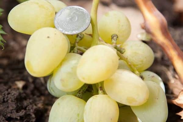 coin on a branch