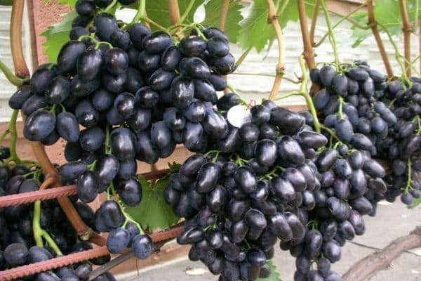 uvas esperanza azos