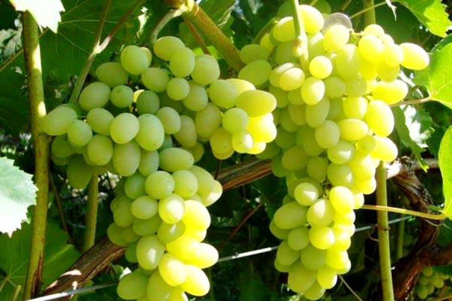 uvas maduras