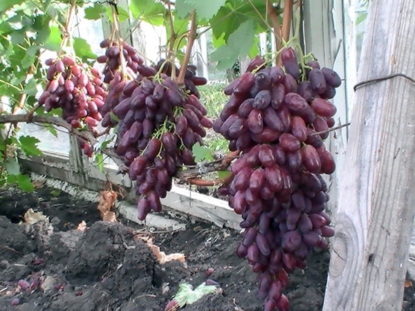 grappes de raisin rizamat