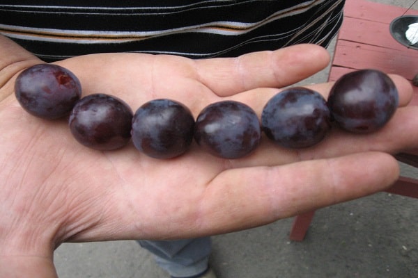 berries on hand