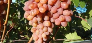 Description and characteristics of Rumba grapes, planting and care features and history