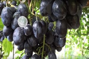 Descripción y características de las uvas Ruslan, sus ventajas y desventajas.