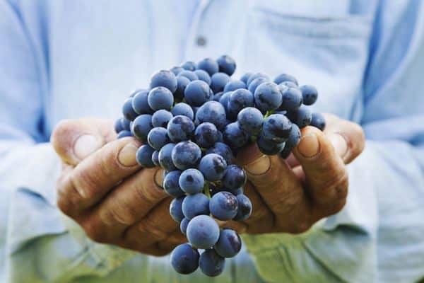 grapes in the palms