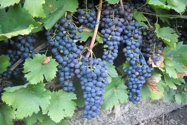 Variedad de uvas