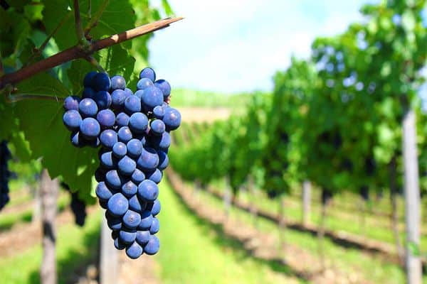 uvas en el jardín