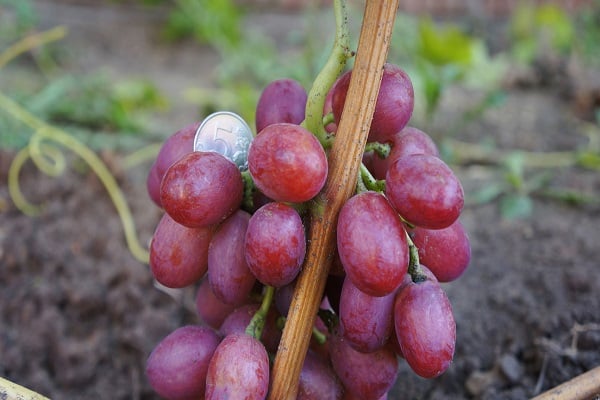 berries in comparison