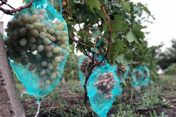 bunches in nets