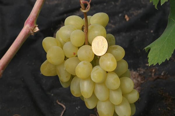 grape varieties