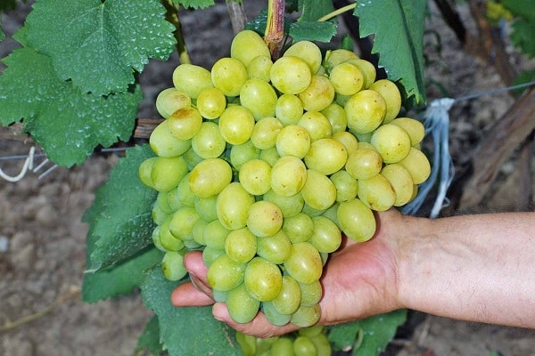 annual harvest