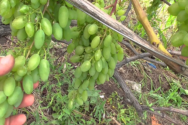 young berries