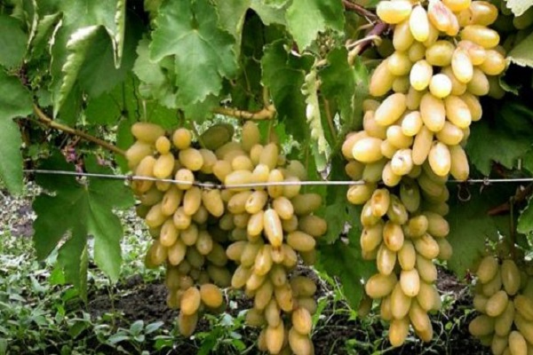 bunches of grapes