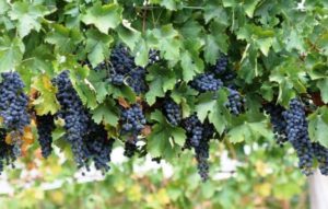 Planting and caring for grapes in Siberia, variety selection and growing scheme for beginners