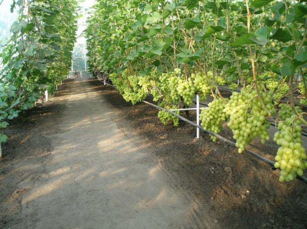 grapes in the greenhouse