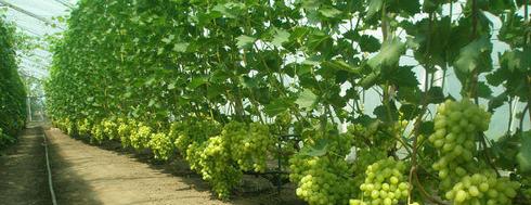 growing grapes in a greenhouse