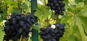 Description and characteristics of Viking grapes, pros and cons