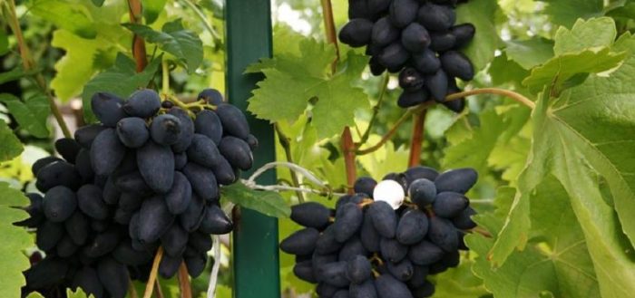 uvas vikingas