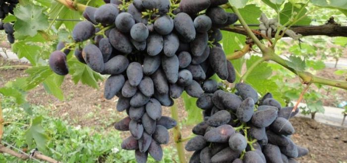 uvas vikingas