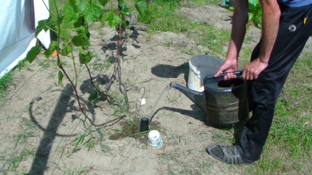 watering grapes