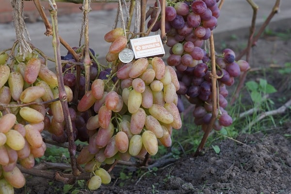 table grapes