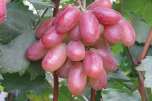 Description of grape variety Anniversary of Novocherkassk, characteristics of ripening dates and history