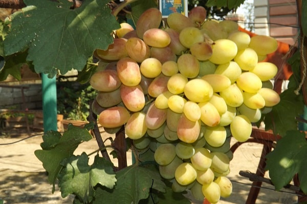 la fruta esta cantando