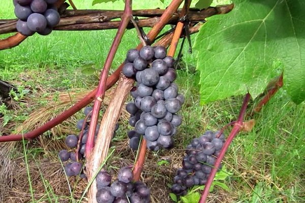 Zilga grapes