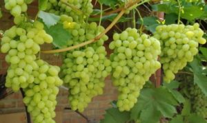 Description of the Laura grape variety and characteristics of fruiting, especially cultivation and care