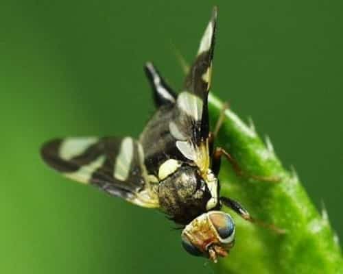 mouche cerise