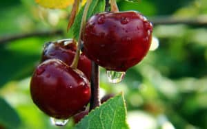 Description and characteristics of Novodvorskaya cherry varieties, planting and care features