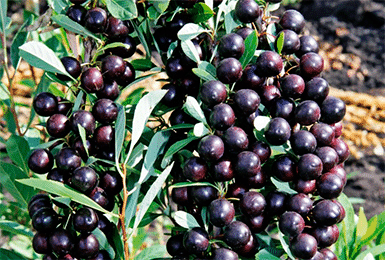 Besseya cherry