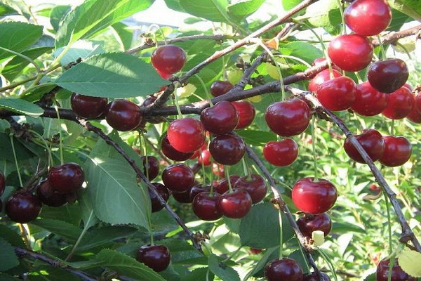 shrub cherry