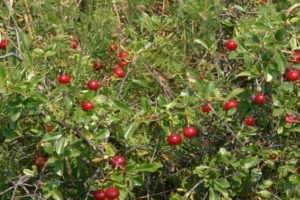 Description des variétés de cerisiers arbustifs, plantation et entretien, règles de culture