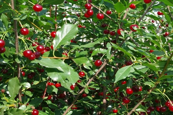 shrub garden