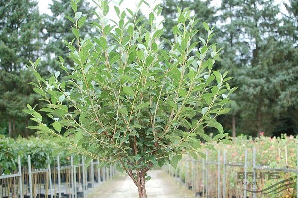 de préférence à planter