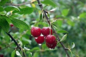 Description of the cherry variety Lyutovka and characteristics of yield, cultivation and care