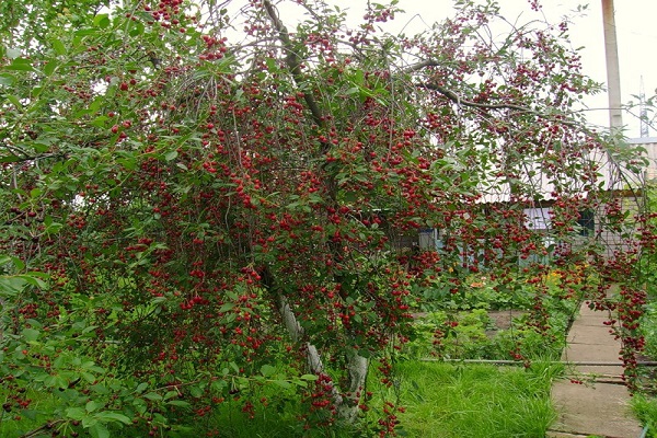 arbre à baies