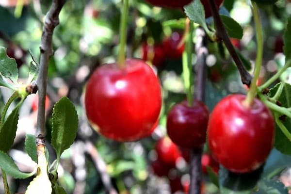 formative pruning