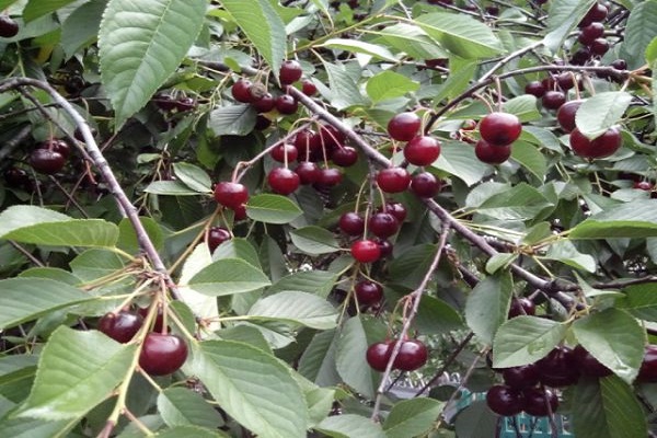 buah dan pokok