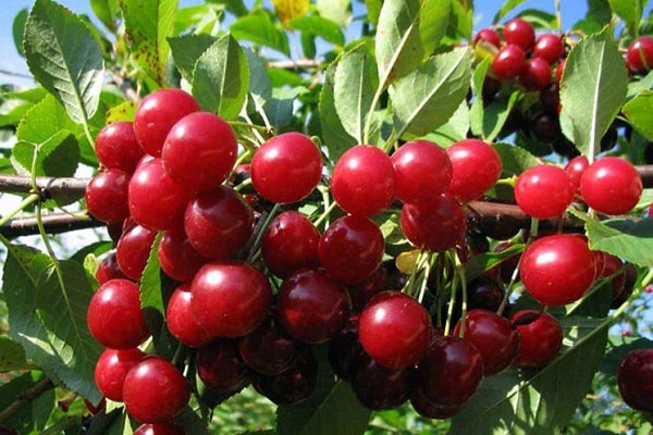 hermosas cerezas