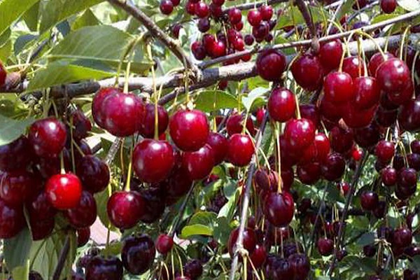 variété de cerise