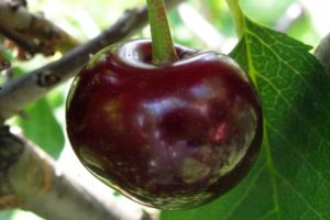 Description et caractéristiques de la variété de cerises de dessert Melitopol, plantation et entretien