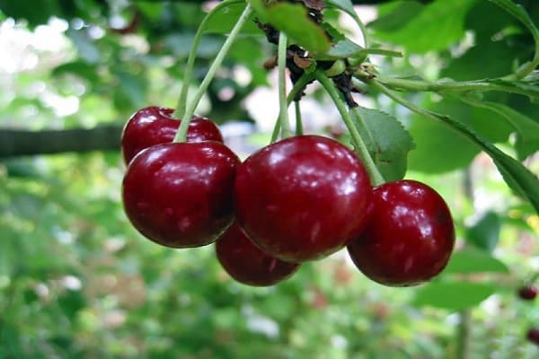 characteristic of berries